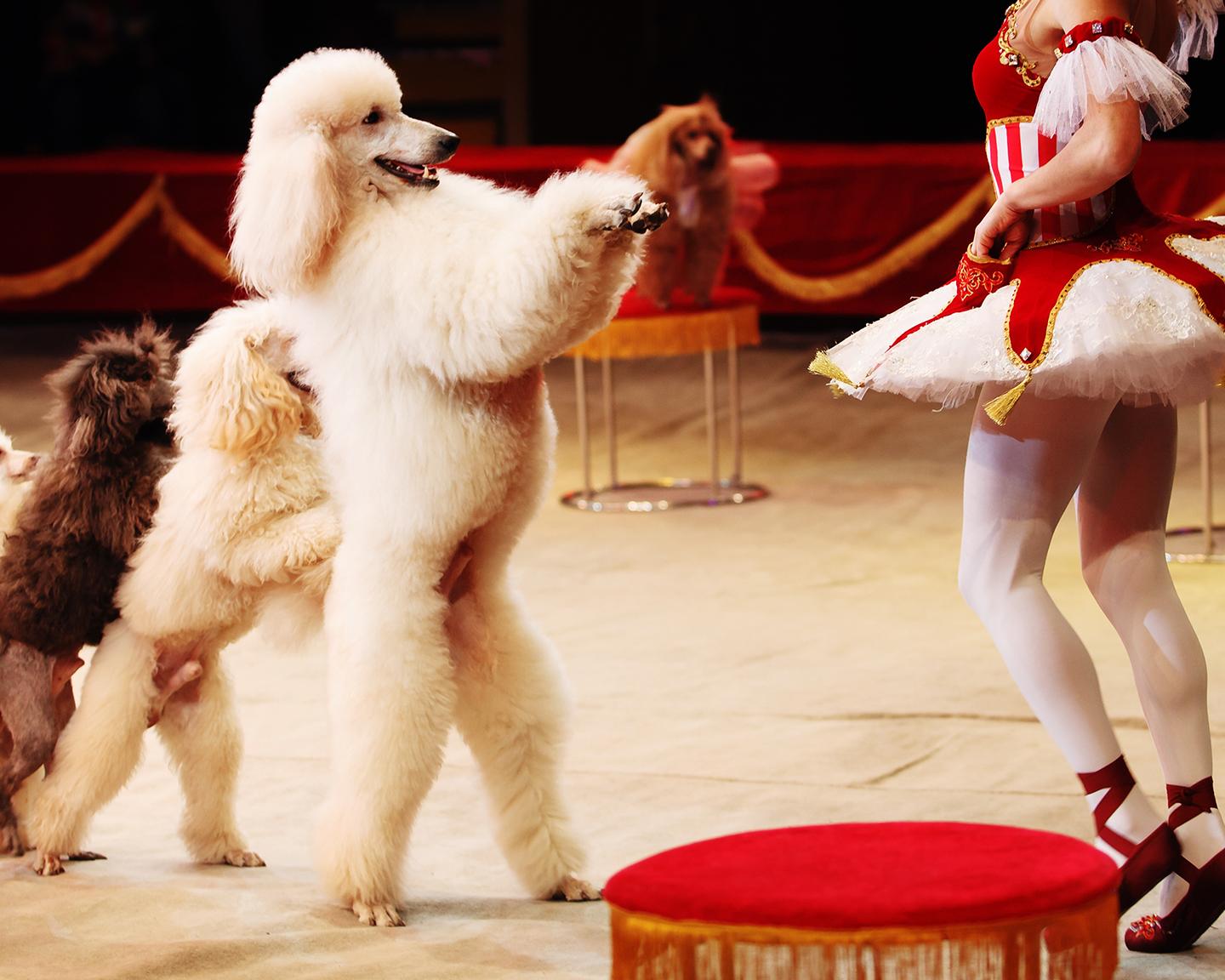 Playboy Opinion: The Biden Dog and Pony Show (Minus the Pony)