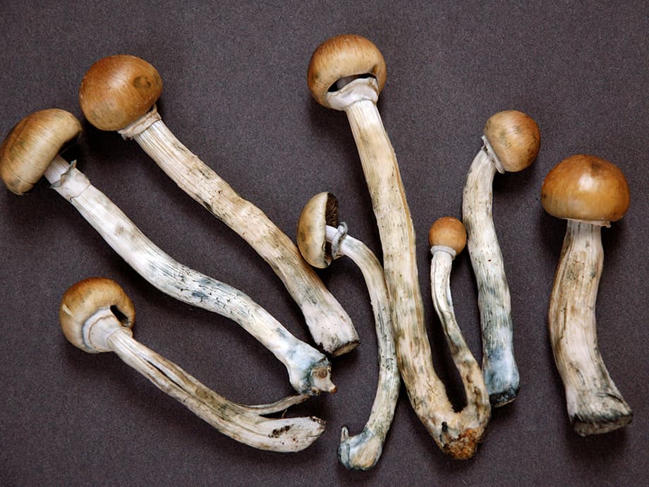 Eine neue Drogenstudie identifiziert psychedelische Pilze als die sicherste Droge
