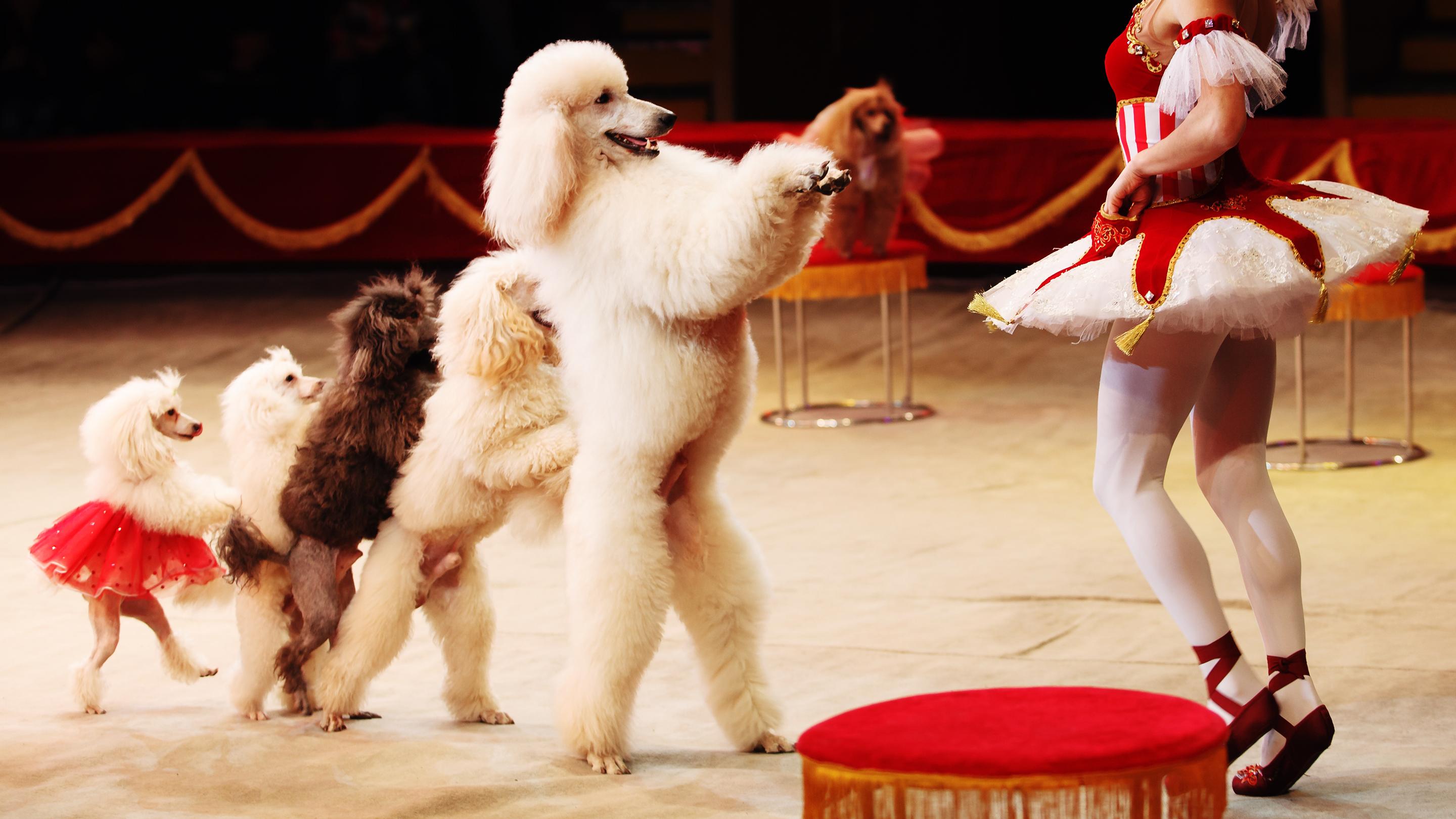 Die Biden Hund und Pony Show (ohne das Pony)