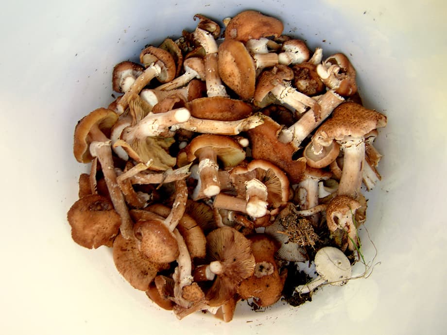 5 Dinge, die Kerle essen sollten - aber wahrscheinlich nicht essen