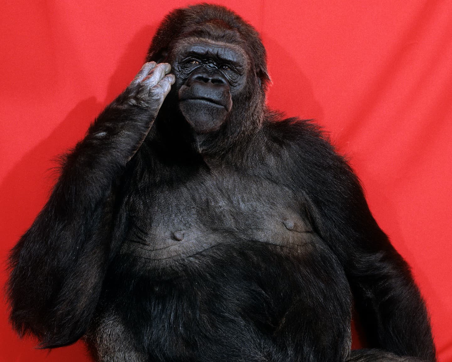 Playboy Society: 20Q: Koko