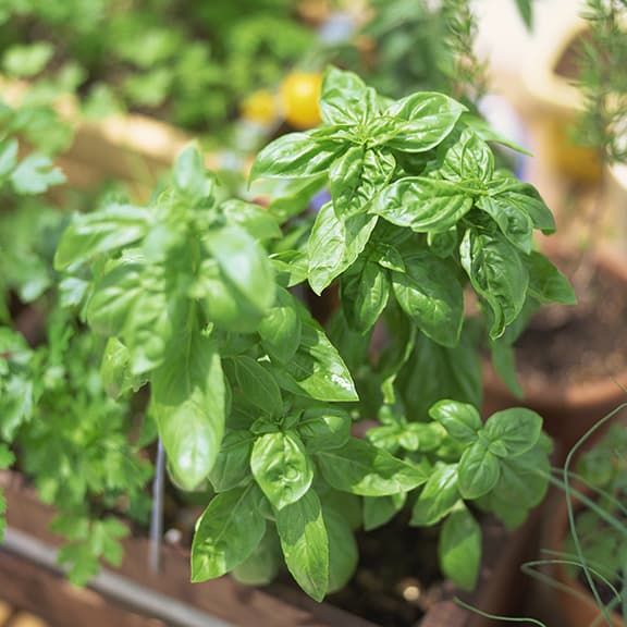 Warum Sie diese Kräuter selbst anbauen sollten