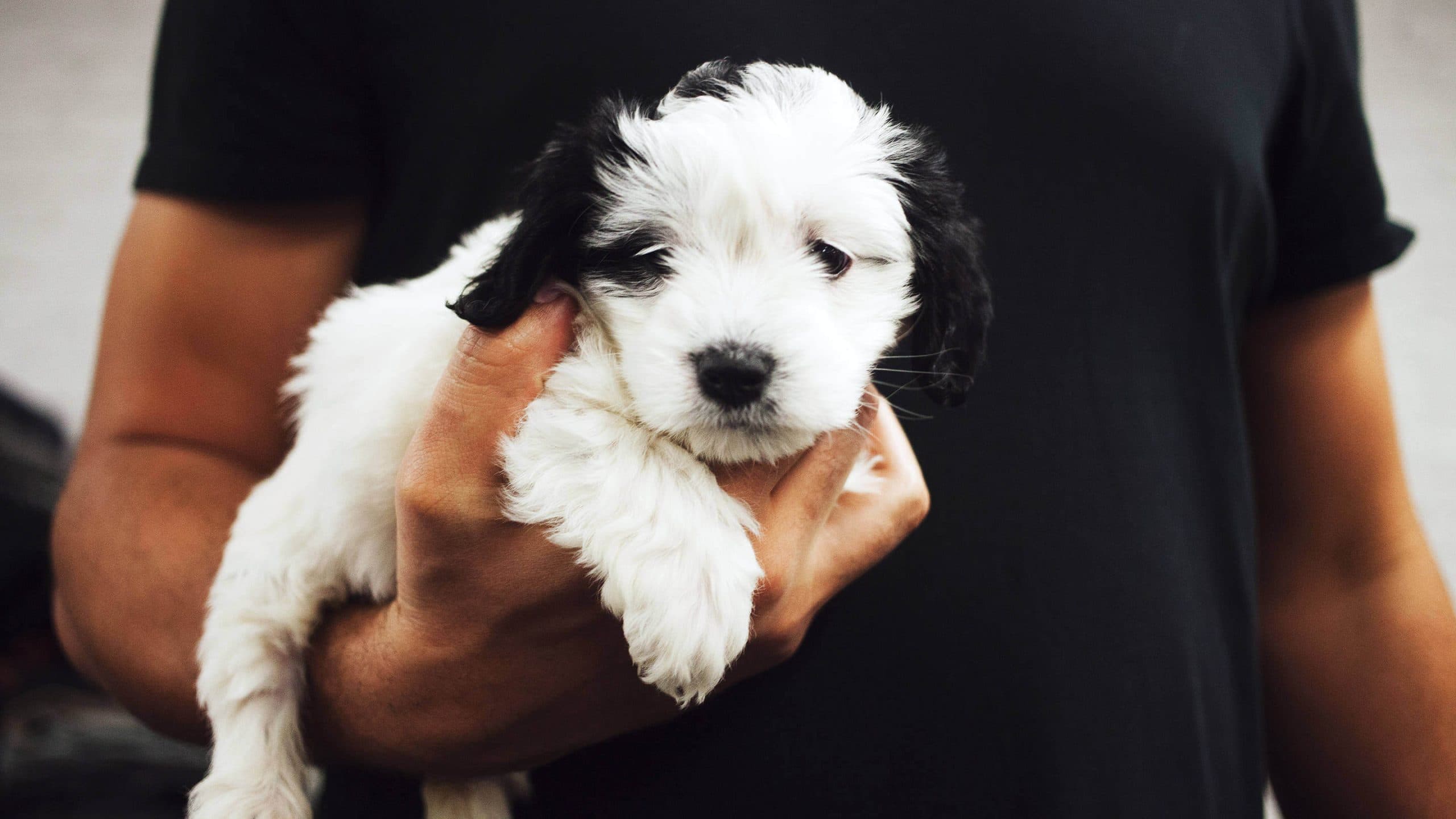 Ihr Hund kann Ihr Sexualleben retten