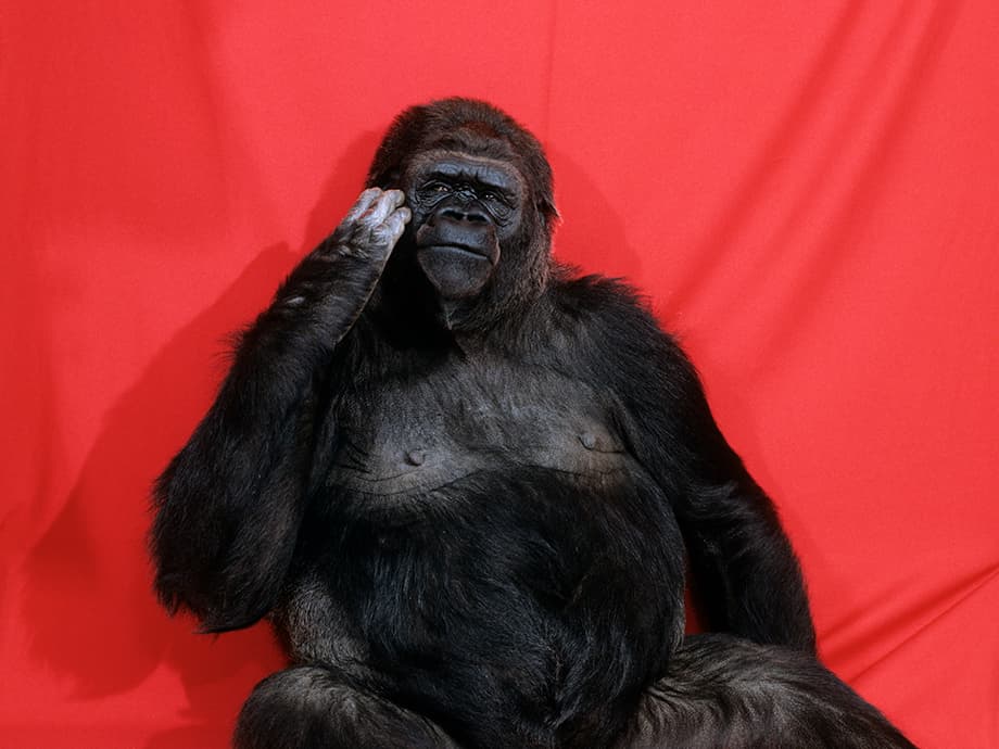 20Q: Koko der Gorilla