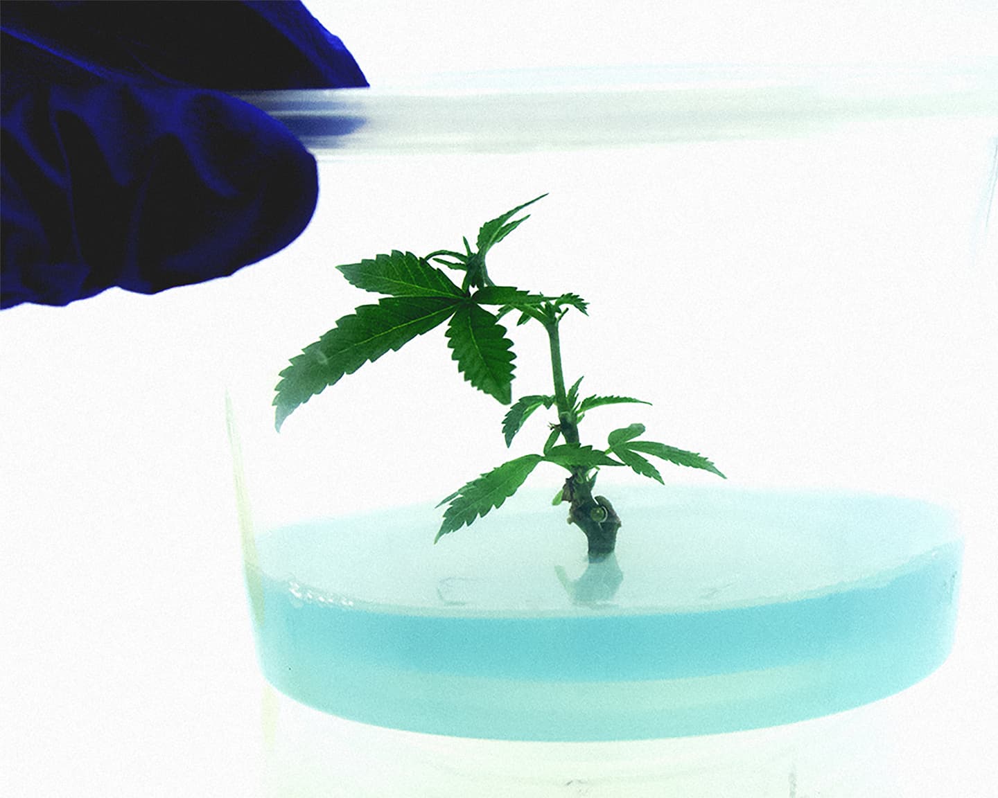 Playboy Sponsored Content: Eaze’s New Startup Accelerator Is Diversifying Cannabis