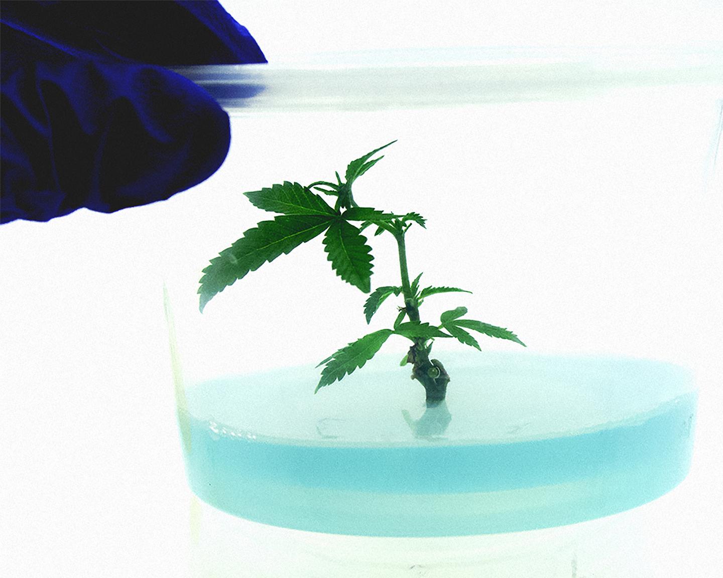 Playboy Sponsored Content: Eaze’s New Startup Accelerator Is Diversifying Cannabis