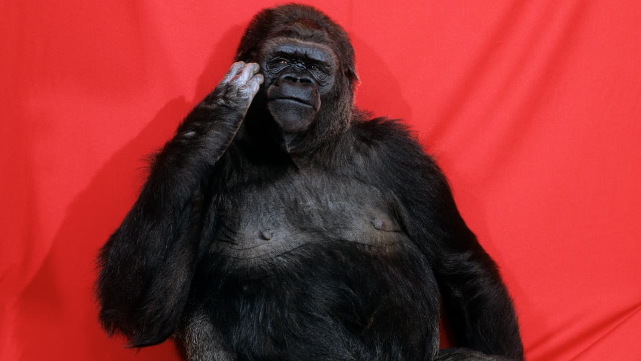Playboy's 20 Fragen mit Koko dem Gorilla