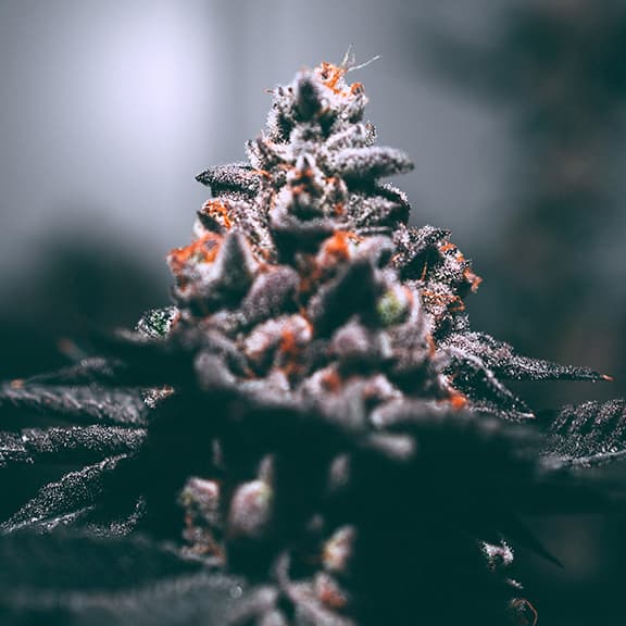 Übernimmt die Technik die Cannabisindustrie?